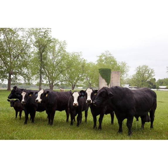 Print: Meadowbank Farm Located On Highway 84 In A Bend Of The Alabama