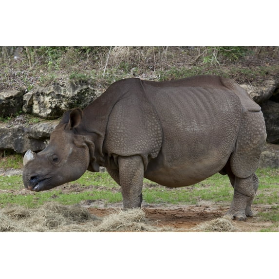 Print: Montgomery Zoo, Montgomery, Alabama, 2010