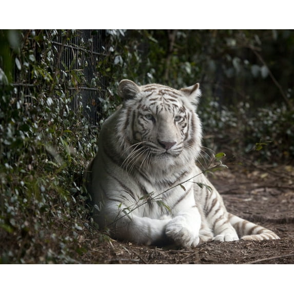 Print: Montgomery Zoo, Montgomery, Alabama, 2010