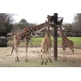 thumbnail image 1 of Print: Montgomery Zoo, Montgomery, Alabama, 2010, 1 of 4