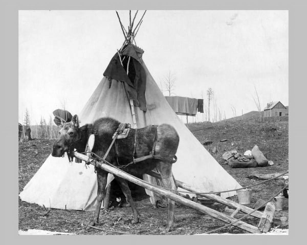 Print: Moose Harnessed For Work Beside Tepee i e Tipi circa 1916 Print: Moose Harnessed For Work Beside Tepee i e Tipi circa 1916