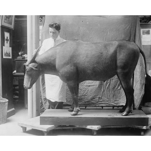 Print: Museum Copy