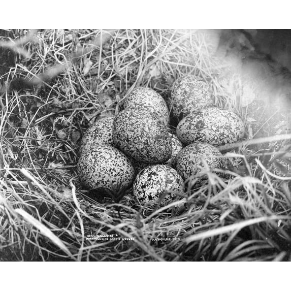 Print: Nest And Eggs Of Ptarmigan, Or Arctic Grouse, circa 1900