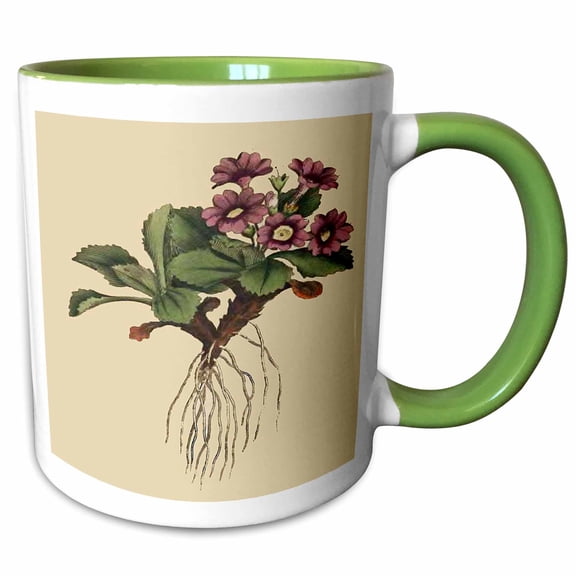 3drose, Print of Mountain Primula Plant from 1700, 11oz Two-tone Green Mug