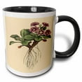 thumbnail image 1 of 3drose, Print of Mountain Primula Plant from 1700, 15oz Two-tone Black Mug, 1 of 6