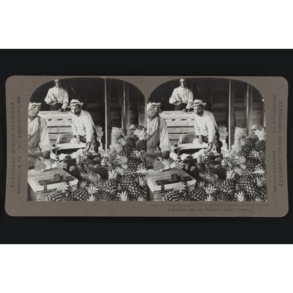 Print: Packing Pineapples For The Northern Market, Jensen, Florida, 1906