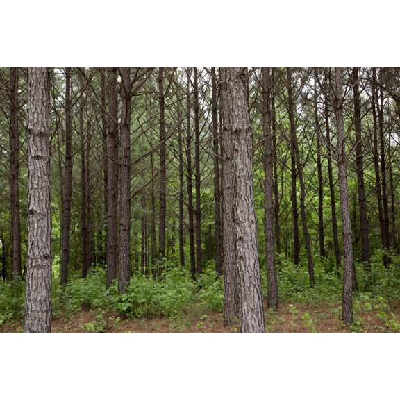 Print: Pine Trees In Rural Alabama, 2010