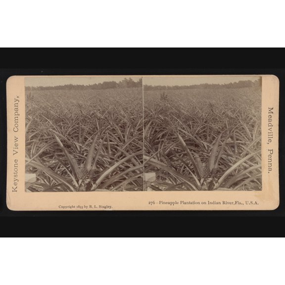 Print: Pineapple Plantation On Indian River, Fla., U.S.A., 1893