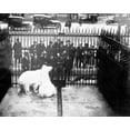 thumbnail image 1 of Print: Polar Bear In Cage, circa 1915, 1 of 4