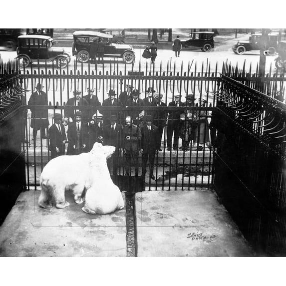 Print: Polar Bear In Cage, circa 1915