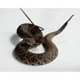 thumbnail image 1 of Print: Rattlesnake Rodeo In Opp, Alabama, 2010, 1 of 4