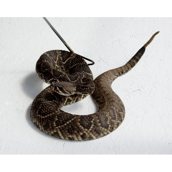 Print: Rattlesnake Rodeo In Opp, Alabama, 2010