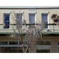 thumbnail image 1 of Print: Remnants Of Mardi Gras Beads Hang From A Tree On Dauphin Street In, 1 of 4
