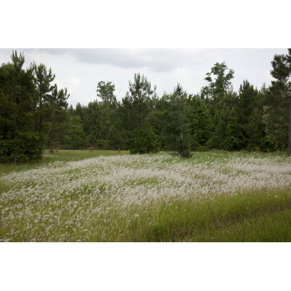 Print: Rural Alabama, 2010