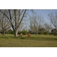 thumbnail image 1 of Print: Rural Alabama In The Spring, 2010, 1 of 4