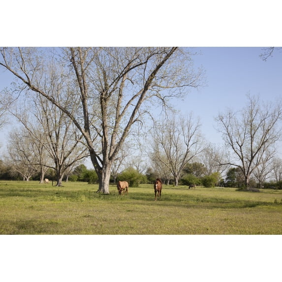 Print: Rural Alabama In The Spring, 2010