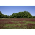 thumbnail image 1 of Print: Rural Alabama In The Spring, 2010, 1 of 4