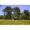 thumbnail image 1 of Print: Rural Alabama In The Spring, 2010, 1 of 4