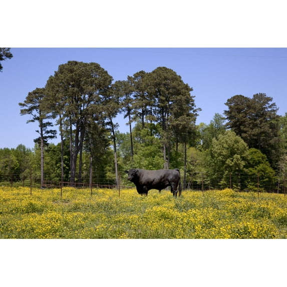 Print: Rural Alabama In The Spring, 2010
