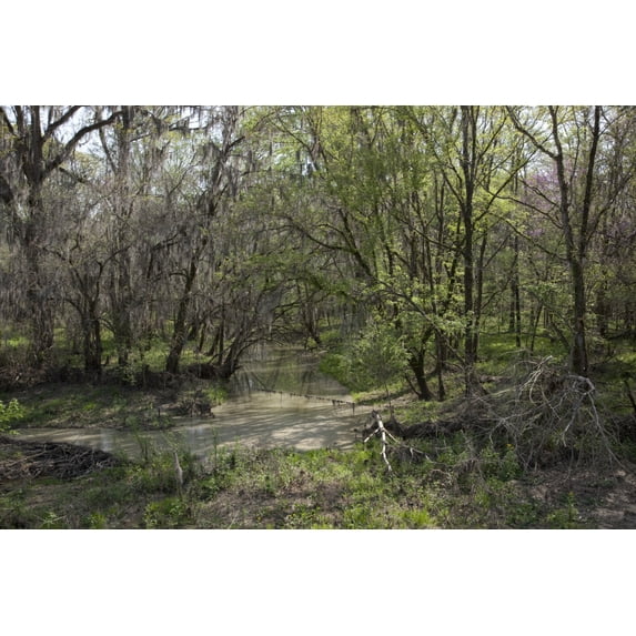 Print: Rural Alabama In The Spring, 2010