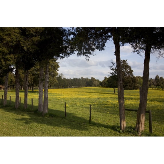 Print: Rural Alabama In The Spring, 2010