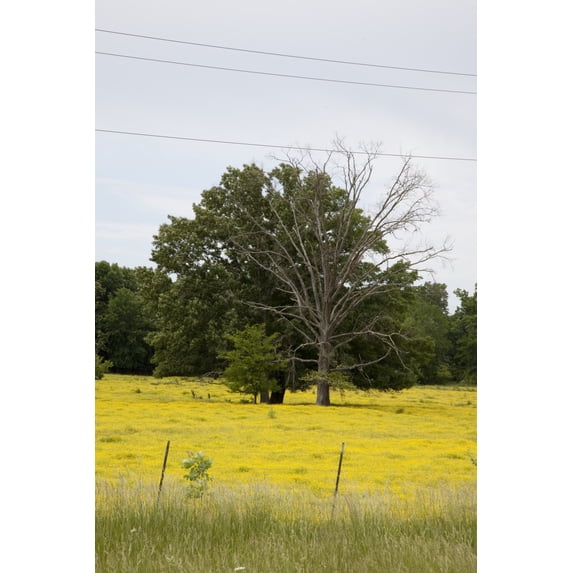 Print: Rural Alabama Scene, 2010