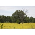 thumbnail image 1 of Print: Rural Alabama Scene, 2010, 1 of 4