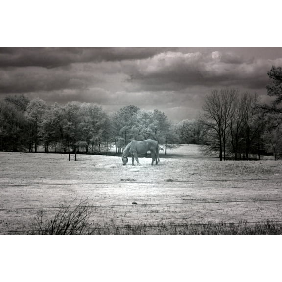 Print: Rural Scene In Alabama, 2010