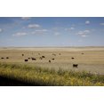 thumbnail image 1 of Print: Rural Scene, South Dakota, 2009, 1 of 4