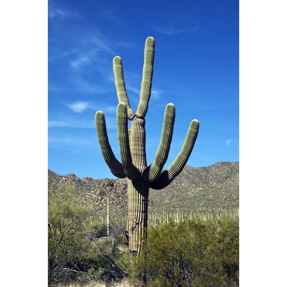 Print: Saguaro Cactus Near Tucson, Arizona, 2008