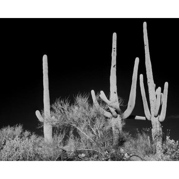 Print: Saguaro Cactus Near Tucson, Arizona, 2008