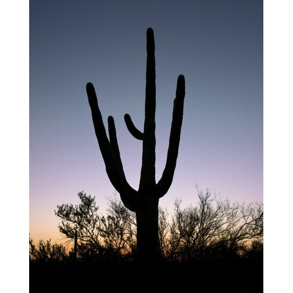 Print: Saguaro Cactus Near Tucson, Arizona, 2008