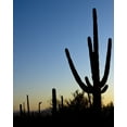 thumbnail image 1 of Print: Saguaro Cactus Near Tucson, Arizona, 2008, 1 of 4