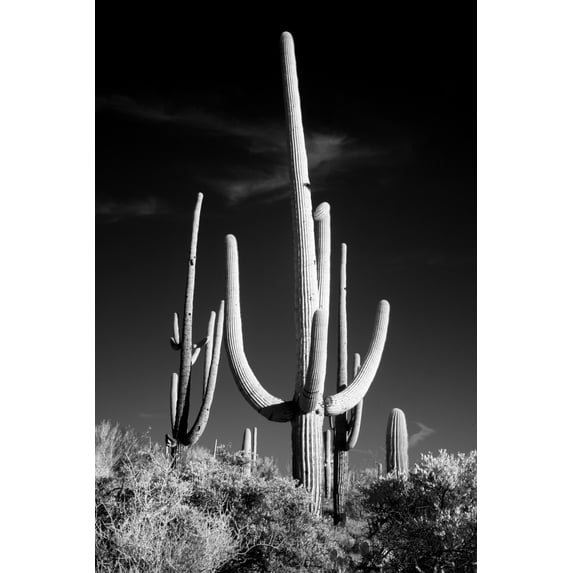 Print: Saguaro Cactus Near Tucson, Arizona