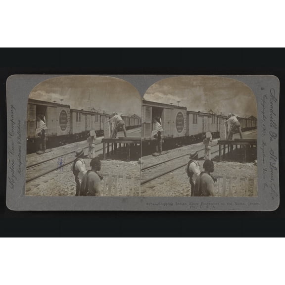 Print: Shipping Indian River Pineapples To The North, Jensen, Fla.