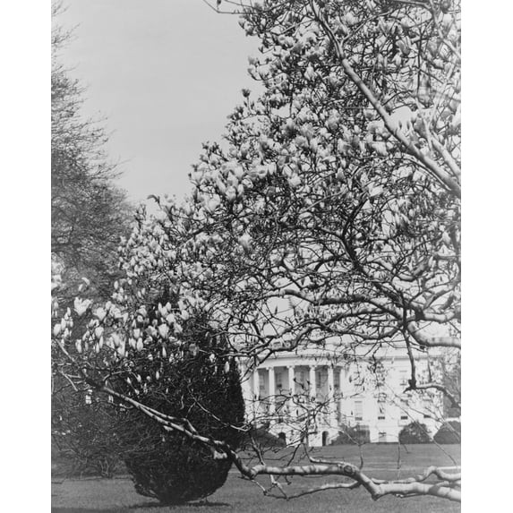 Print: Spring Flowers In The National Capitol, 1929