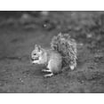 thumbnail image 1 of Print: Squirrel, 1913, 1 of 4