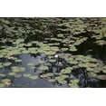 thumbnail image 1 of Print: Swampland In Rural Alabama, 2010, 1 of 4