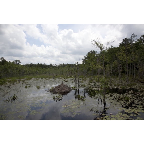 Print: Swampland In Rural Alabama, 2010