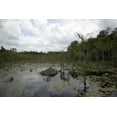 thumbnail image 1 of Print: Swampland In Rural Alabama, 2010, 1 of 4