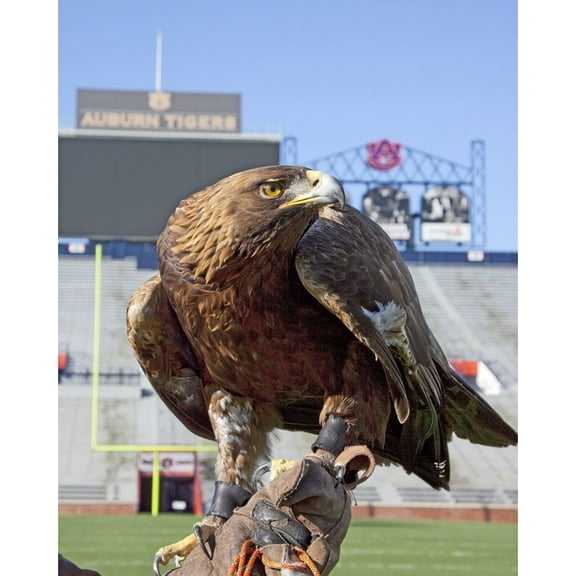 Print: The Golden Eagle That Flys At The Auburn University's Football Game