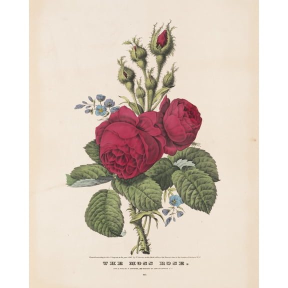 Print: The Moss Rose, 1847