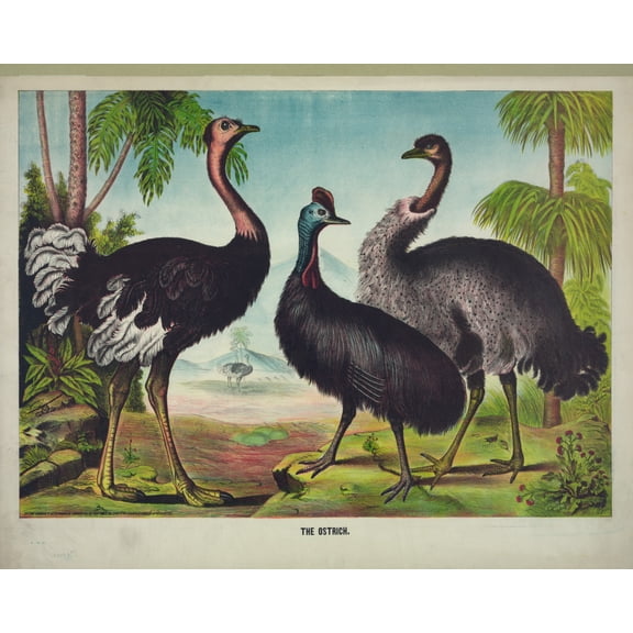 Print: The Ostrich, 1874
