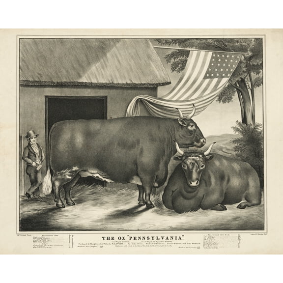 Print: The Ox "Pennsylvania", 1841