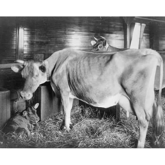 Print: Two Cows And Calf In Barn, 1904