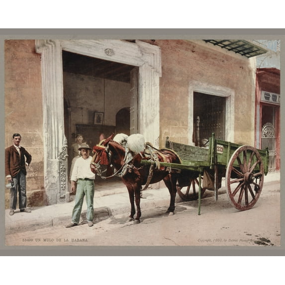 Print: Un Mulo De La Habana, 1900