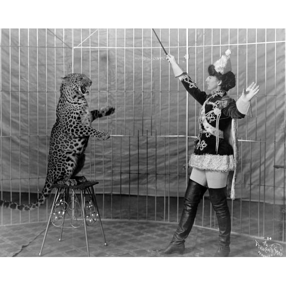 Print: Vallecita's Leopards, 1906