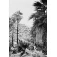 thumbnail image 1 of Print: Washington Palms Growing In Palm Canyon Near Riverside, California, 1 of 4