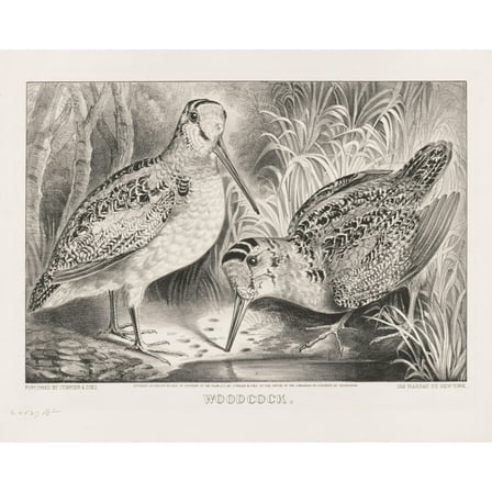 Print: Woodcock, 1871