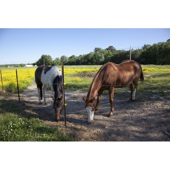 Print: Young Animals Are Everywhere In The Spring In Rural Alabama, 2010
